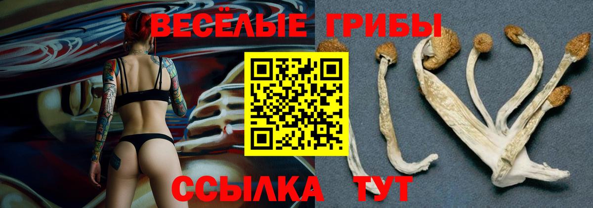 Галлюциногенные грибы Psilocybe Буйнакск